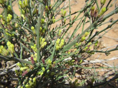 Microloma armatum, photographed by douglaseustonbrown