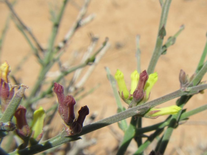 Microloma armatum, photographed by douglaseustonbrown
