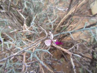 Polygala pungens, photographed by douglaseustonbrown