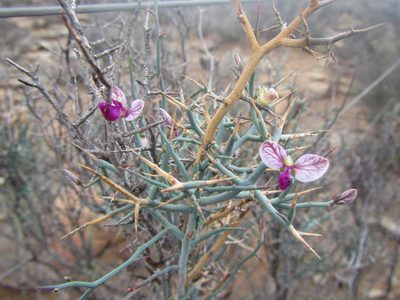 Polygala pungens, photographed by douglaseustonbrown