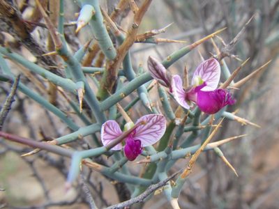 Polygala pungens, photographed by douglaseustonbrown