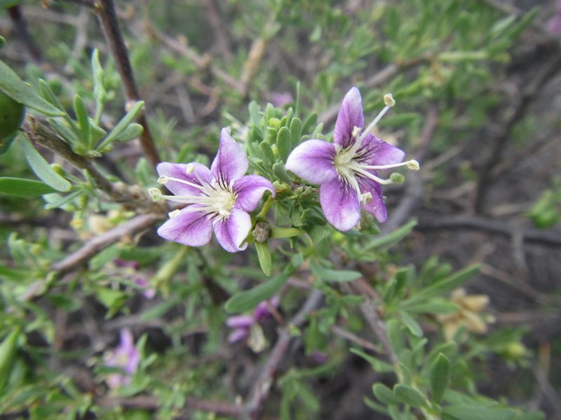 Lycium schizocalyx, photographed by douglaseustonbrown
