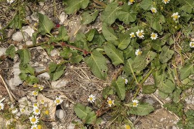Emex spinosa, photographed by Eleftherios Katsillis