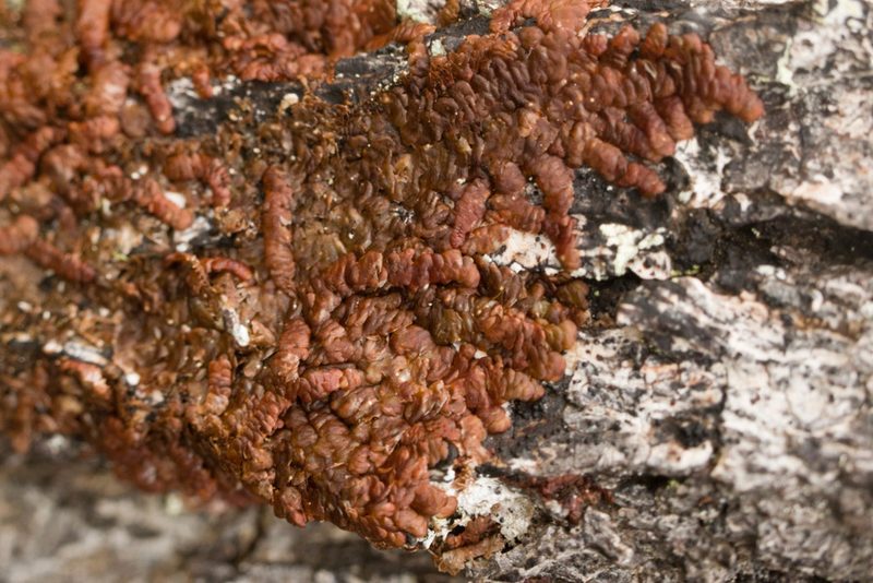 Frullania hypoleuca, photographed by Kevin Faccenda
