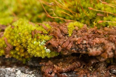 Frullania hypoleuca, photographed by Kevin Faccenda