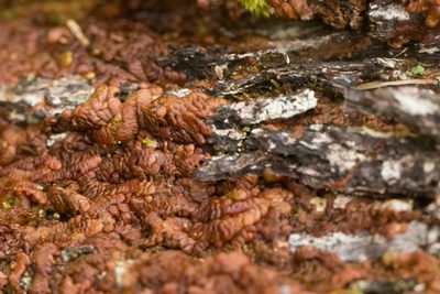 Frullania hypoleuca, photographed by Kevin Faccenda