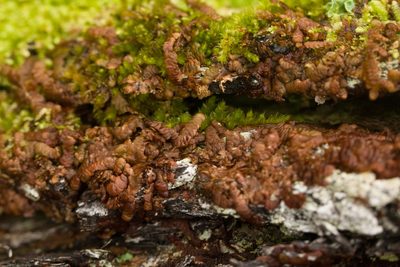 Frullania hypoleuca, photographed by Kevin Faccenda
