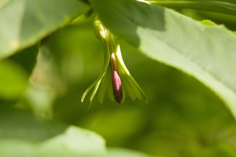 Clermontia kakeana, photographed by Kevin Faccenda