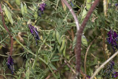 Vicia eriocarpa, photographed by Eleftherios Katsillis