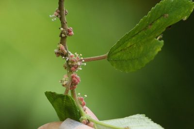 Pipturus albidus, photographed by Kevin Faccenda