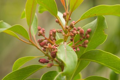 Santalum freycinetianum, photographed by Kevin Faccenda