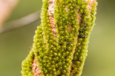 Macromitrium microstomum, photographed by Kevin Faccenda