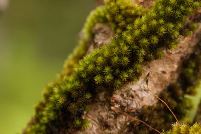 Macromitrium microstomum, photographed by Kevin Faccenda