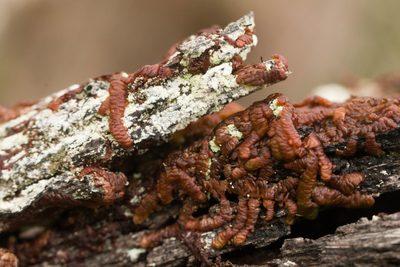 Frullania hypoleuca, photographed by Kevin Faccenda