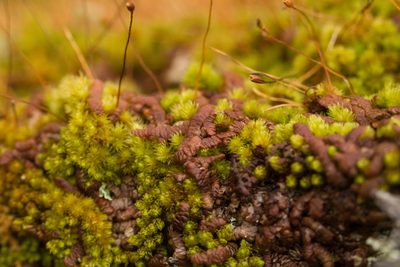 Frullania hypoleuca, photographed by Kevin Faccenda