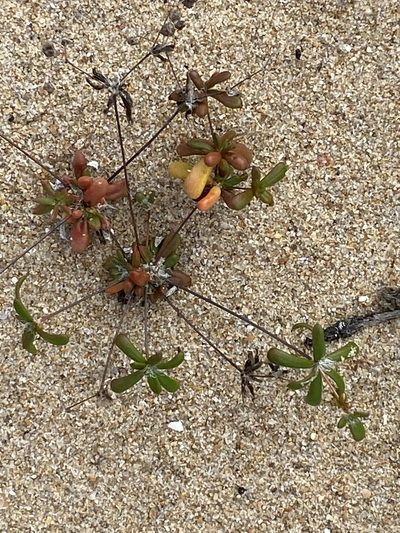 Pharnaceum cordifolium, photographed by Christina