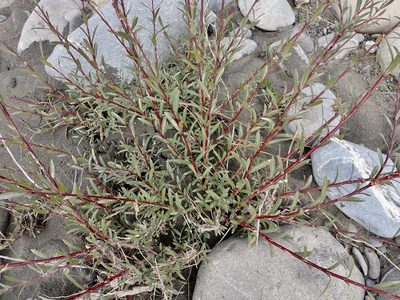 Salix purpurea, photographed by Mike Bowie