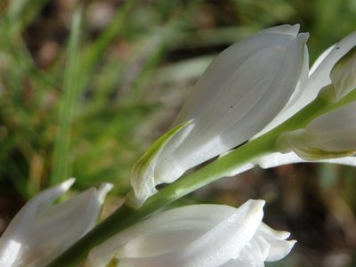Cathissa concinna, photographed by Carminda Santos