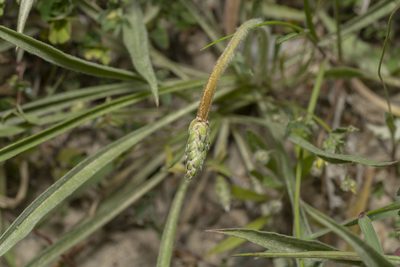 Plantago albicans, photographed by Eleftherios Katsillis