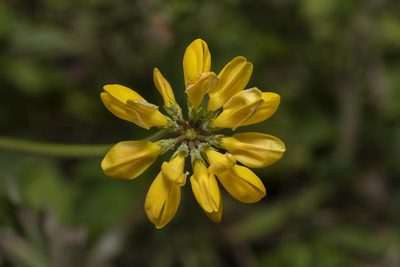 Coronilla securidaca, photographed by Eleftherios Katsillis