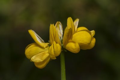 Coronilla securidaca, photographed by Eleftherios Katsillis