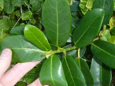 Ficus burtt-davyi, photographed by Andrew Hankey