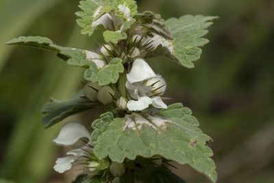 Lamium moschatum, photographed by Eleftherios Katsillis