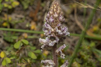 Orobanche crenata, photographed by Eleftherios Katsillis