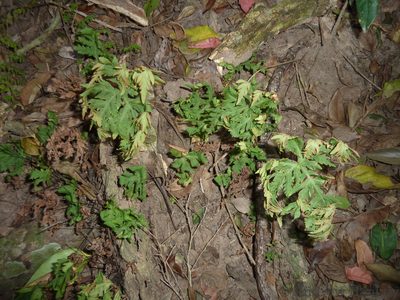 Doryopteris concolor, photographed by Andrew Hankey