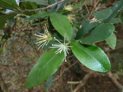 Maerua racemulosa, photographed by Andrew Hankey