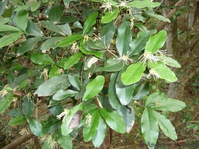 Maerua racemulosa, photographed by Andrew Hankey