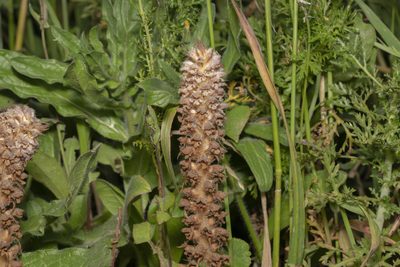 Orobanche pubescens, photographed by Eleftherios Katsillis