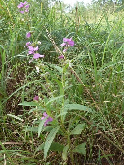 Syncolostemon bracteosus, photographed by Andrew Hankey