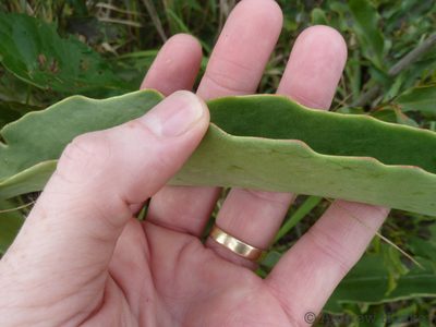 Kalanchoe brachyloba, photographed by Andrew Hankey