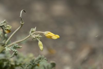 Hypecoum torulosum, photographed by Eleftherios Katsillis