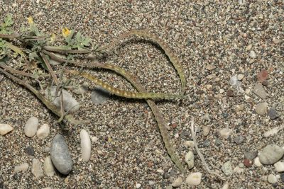 Hypecoum torulosum, photographed by Eleftherios Katsillis