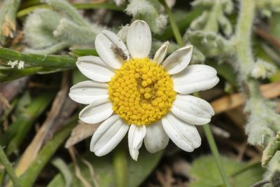 Anthemis tomentosa, photographed by Eleftherios Katsillis