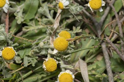 Anthemis tomentosa, photographed by Eleftherios Katsillis