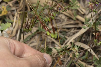 Erodium laciniatum, photographed by Eleftherios Katsillis