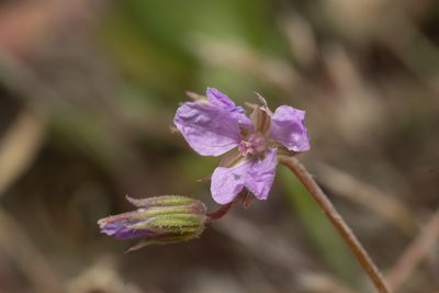 Erodium laciniatum, photographed by Eleftherios Katsillis