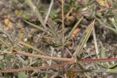 Erodium laciniatum, photographed by Eleftherios Katsillis