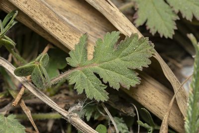 Erodium laciniatum, photographed by Eleftherios Katsillis