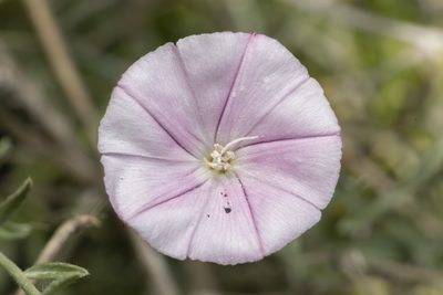 Convolvulus oleifolius, photographed by Eleftherios Katsillis