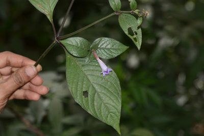 Asystasia dalzelliana, photographed by S.MORE
