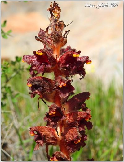Orobanche variegata, photographed by Aissa Djamel Filali