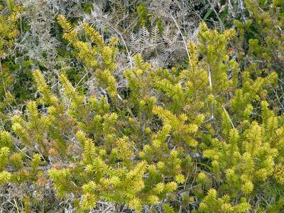 Podocarpus acutifolius, photographed by Peter de Lange