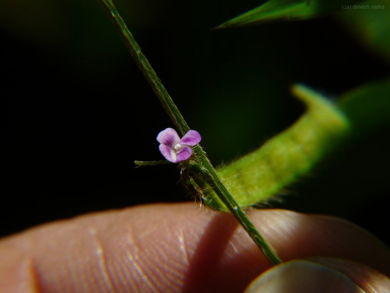 Teramnus mollis, photographed by Dinesh Valke