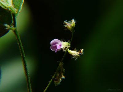 Teramnus mollis, photographed by Dinesh Valke