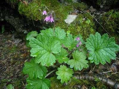 Primula matthioli, photographed by Полина Полежанкина