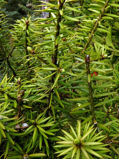Podocarpus acutifolius, photographed by Peter de Lange